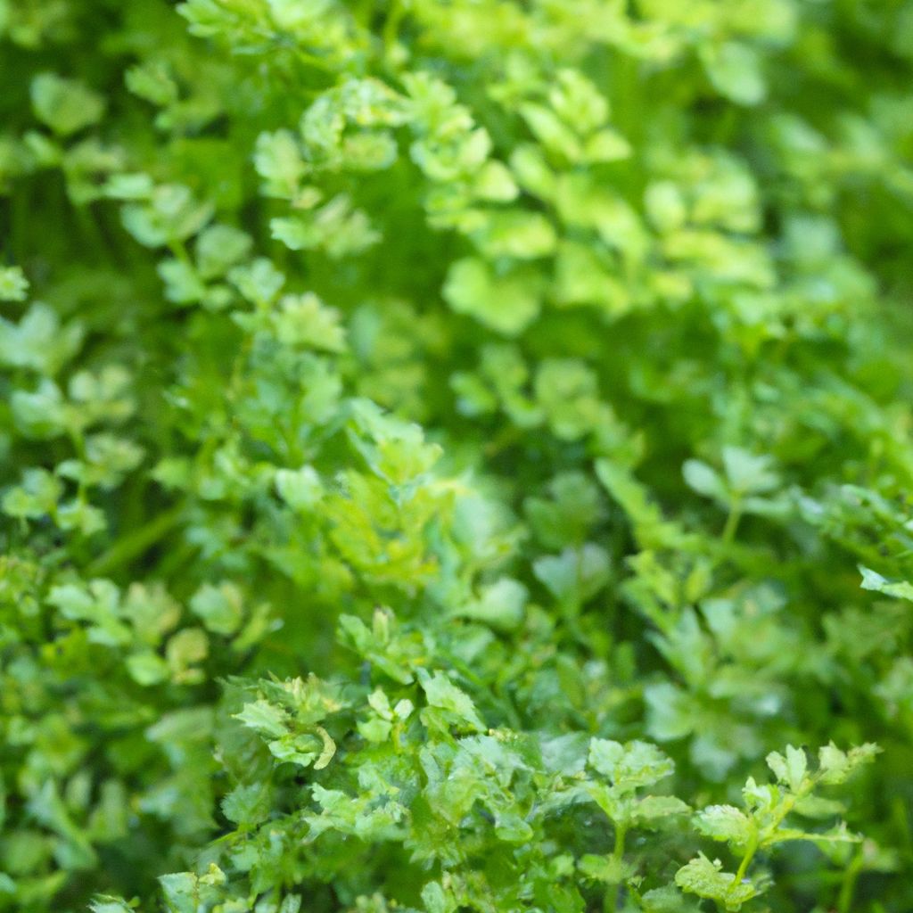 Growing Chervil at home