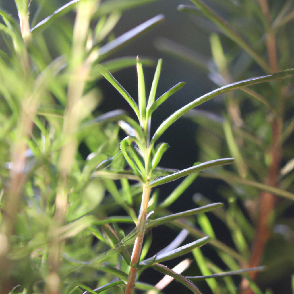 Caring for Rosemary: A Comprehensive Guide