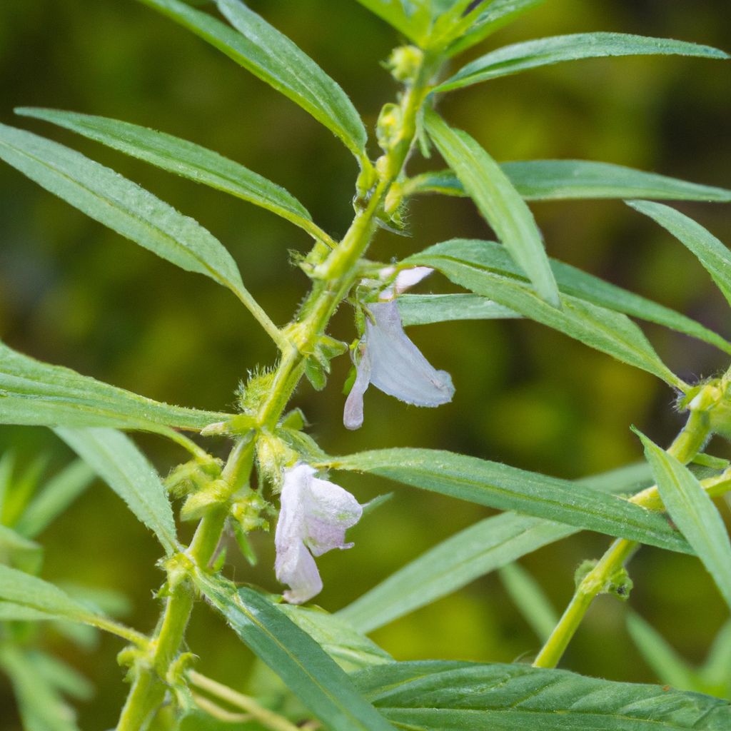 Sesame Cultivation