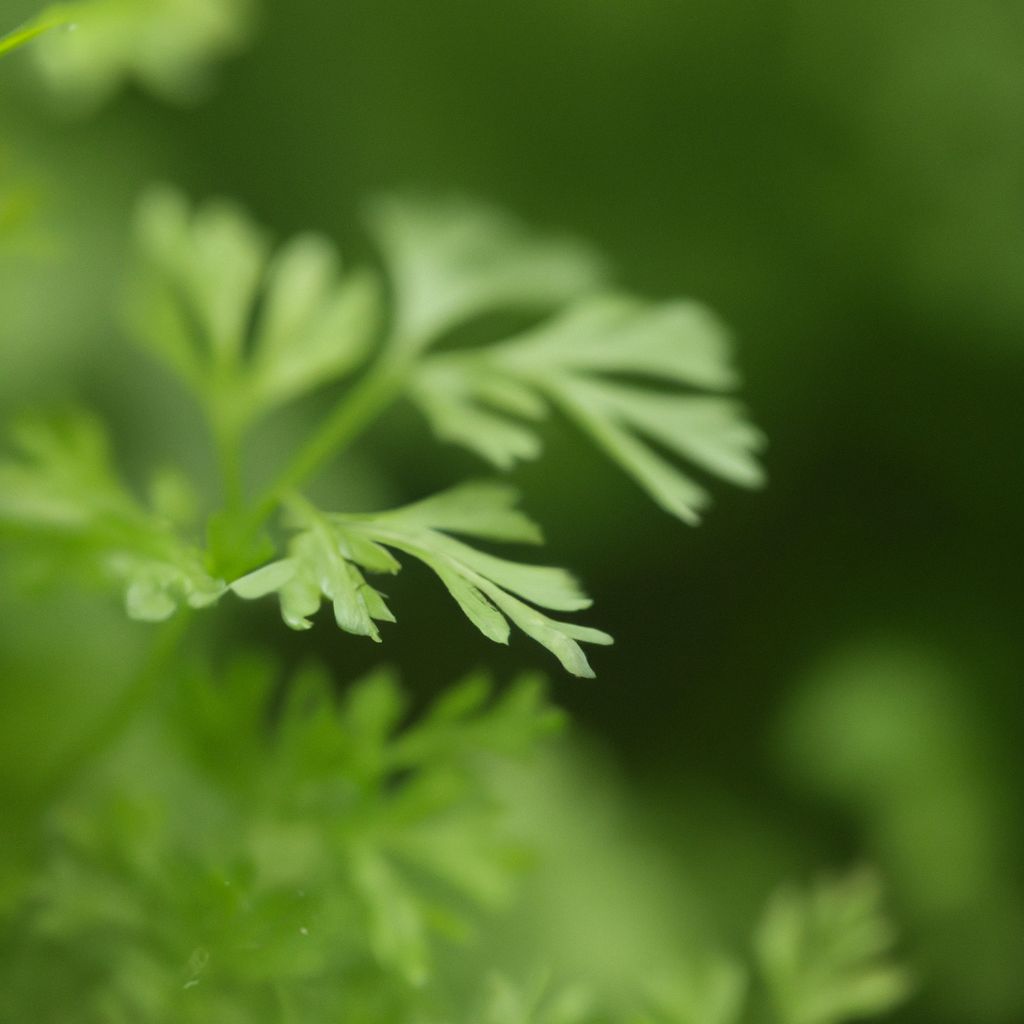 chervil herb care guide